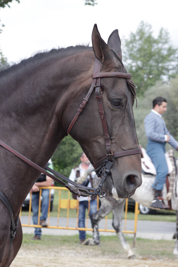 Fotos: Feria Agroganadera de Alba de Tormes