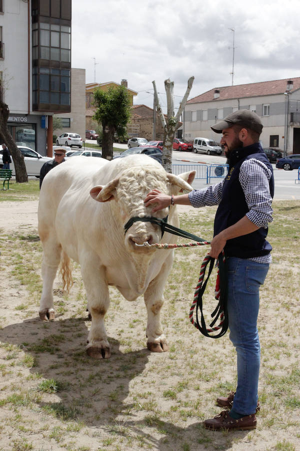 Fotos: Feria Agroganadera de Alba de Tormes