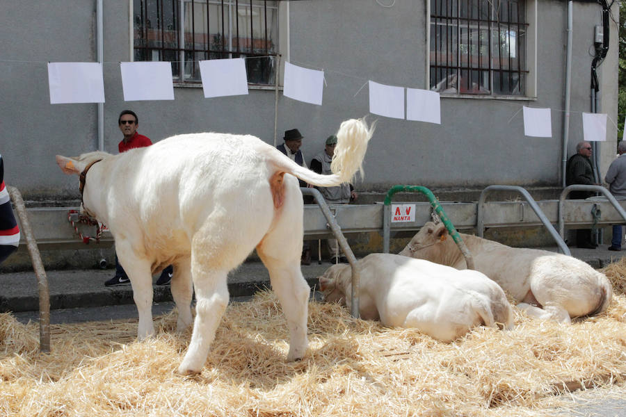 Fotos: Feria Agroganadera de Alba de Tormes