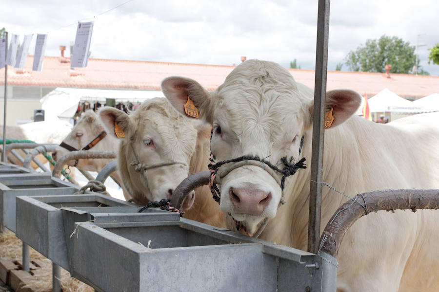 Fotos: Feria Agroganadera de Alba de Tormes