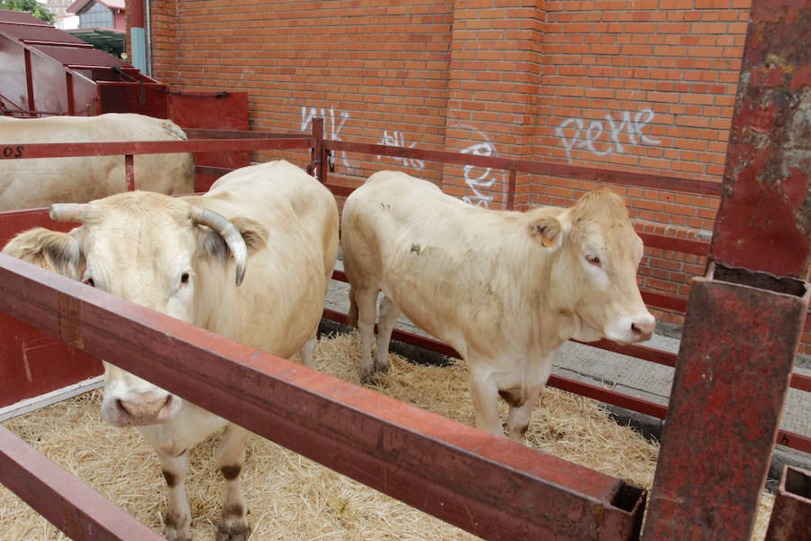 El mayor número de cabezas de ganado y de visitantes animan al alcalde a seguir apostando por un evento «que cada año ha ido a más»