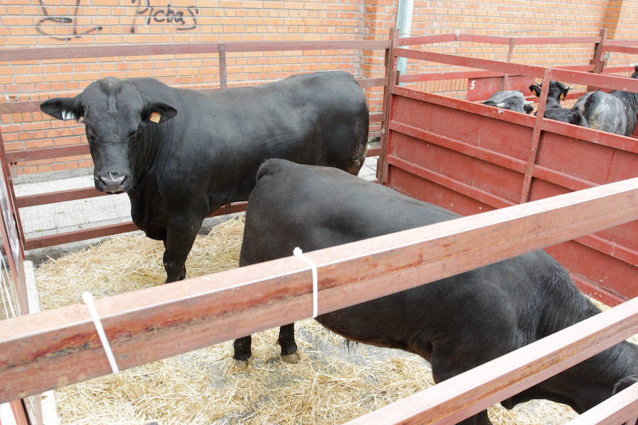 El mayor número de cabezas de ganado y de visitantes animan al alcalde a seguir apostando por un evento «que cada año ha ido a más»