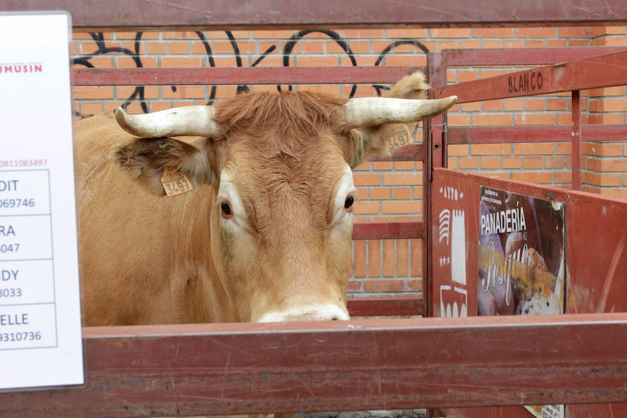 El mayor número de cabezas de ganado y de visitantes animan al alcalde a seguir apostando por un evento «que cada año ha ido a más»