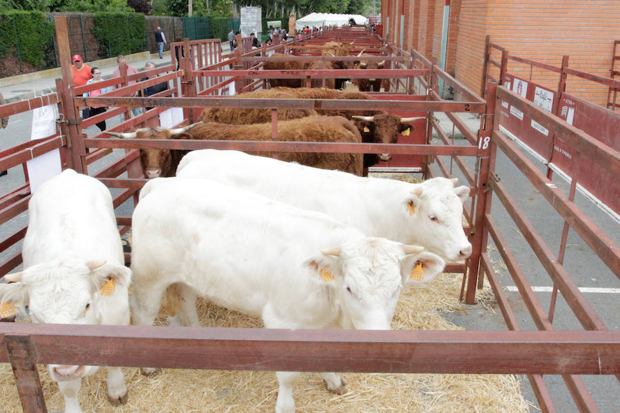 El mayor número de cabezas de ganado y de visitantes animan al alcalde a seguir apostando por un evento «que cada año ha ido a más»