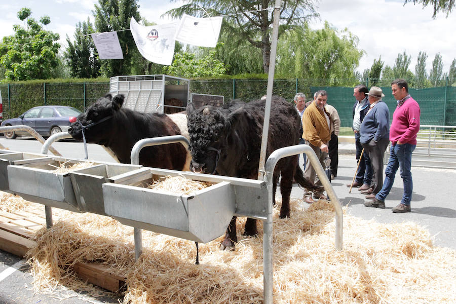 El mayor número de cabezas de ganado y de visitantes animan al alcalde a seguir apostando por un evento «que cada año ha ido a más»