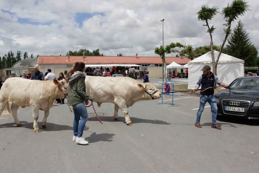 El mayor número de cabezas de ganado y de visitantes animan al alcalde a seguir apostando por un evento «que cada año ha ido a más»