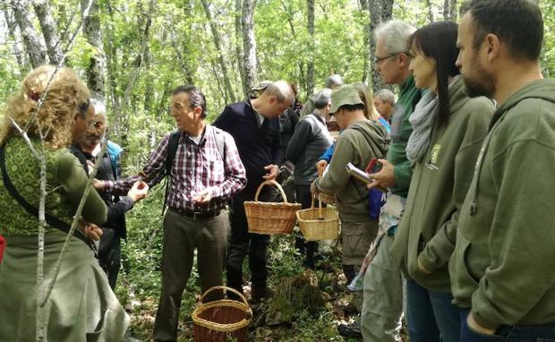 Una excursión de 'buscasetas' a Riaza (Segovia), organizada por la Asociación Vallisoletana de Micología este pasado fin de semana.