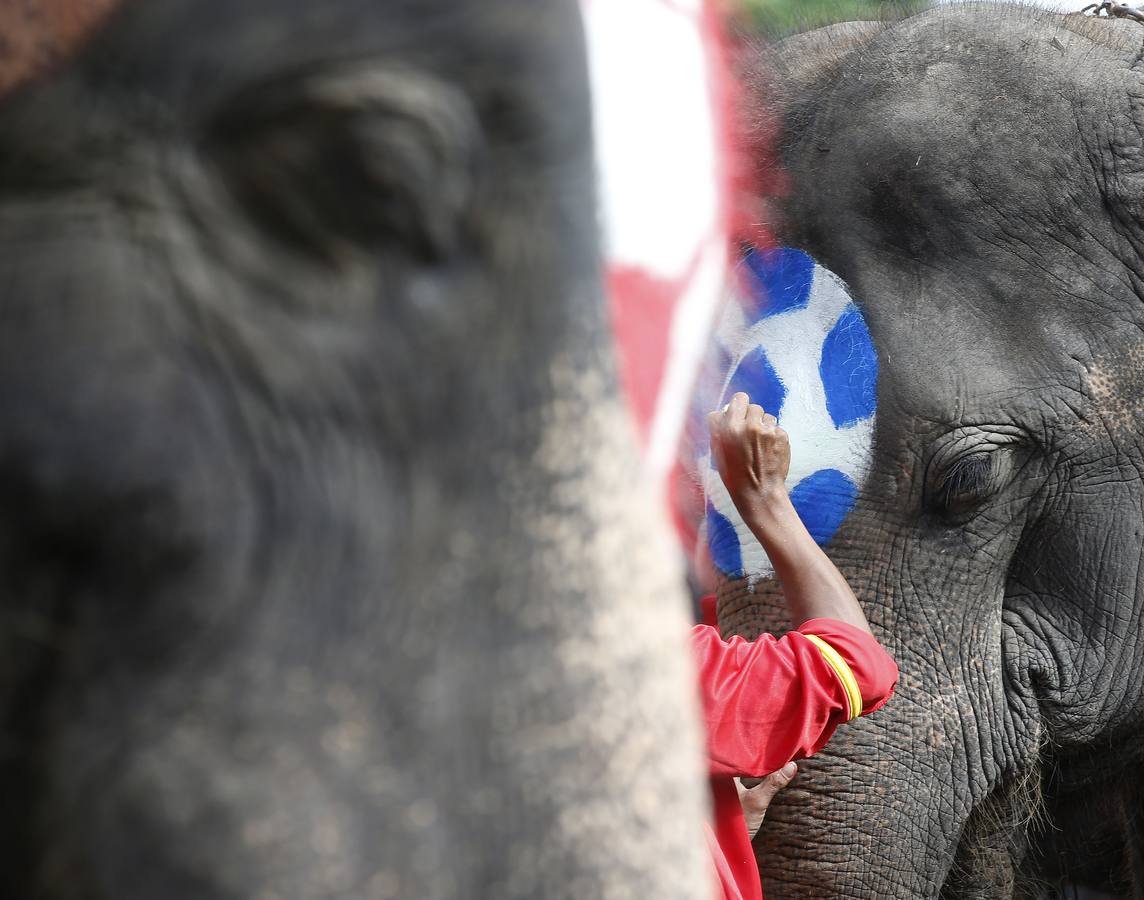 Elefantes y sus entrenadores juegan al fútbol con estudiantes durante un evento promocional de la Copa Mundial de la FIFA 2018 en una escuela en la provincia de Ayutthaya, al norte de Bangkok (Tailandia)