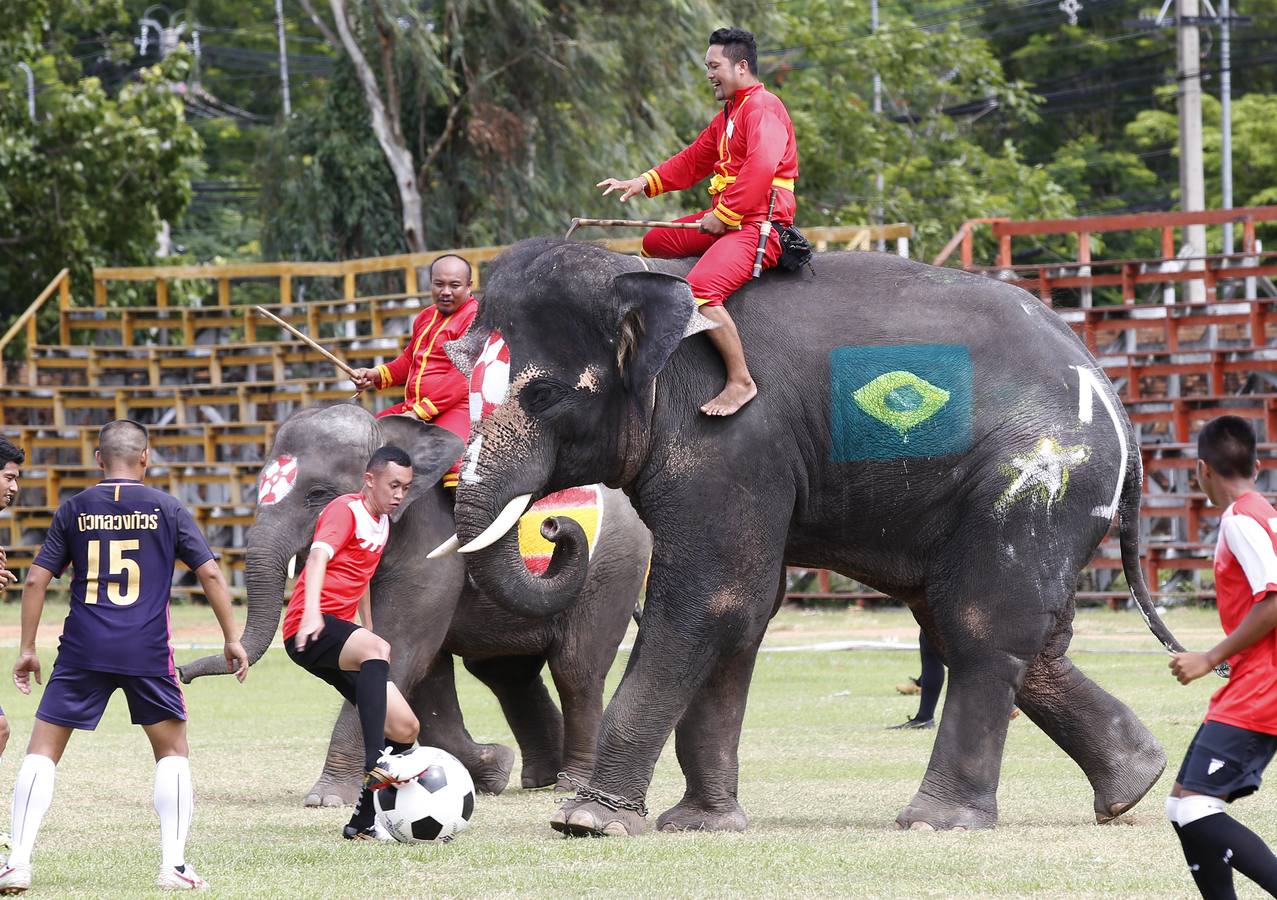 Elefantes y sus entrenadores juegan al fútbol con estudiantes durante un evento promocional de la Copa Mundial de la FIFA 2018 en una escuela en la provincia de Ayutthaya, al norte de Bangkok (Tailandia)