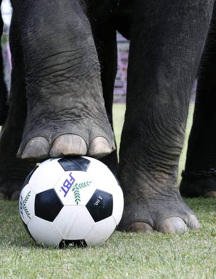 Elefantes y sus entrenadores juegan al fútbol con estudiantes durante un evento promocional de la Copa Mundial de la FIFA 2018 en una escuela en la provincia de Ayutthaya, al norte de Bangkok (Tailandia)