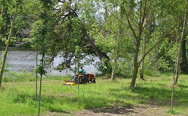 Un operario municipal adecenta una de las zonas del río.