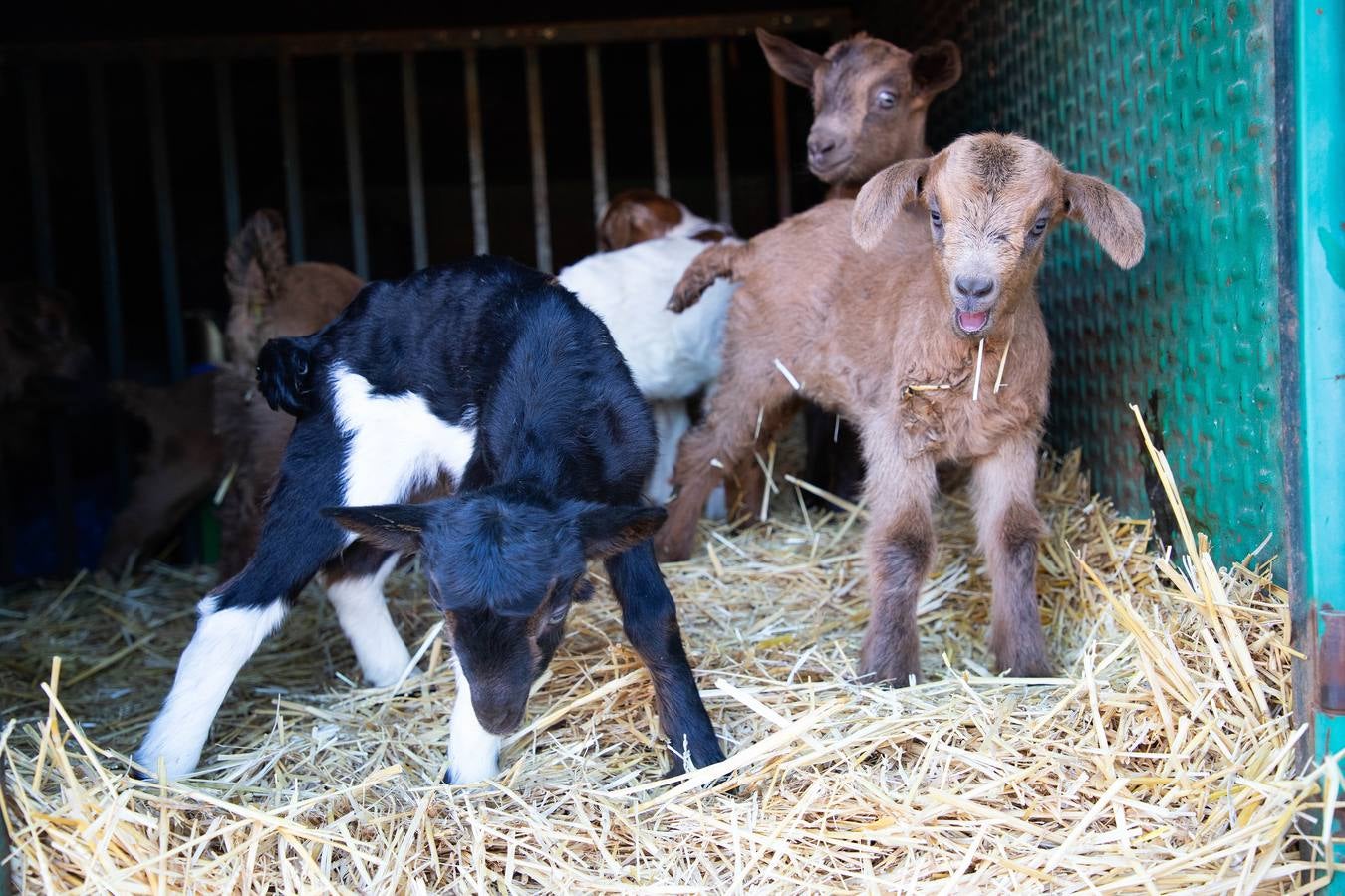 Un rebaño de 1500 ovejas que realiza la trashumancia por la Cañada Occidental y Oriental Leonesa, en su camino hacia Picos de Europa, ha pasado por la localidad vallisoletana de Rueda
