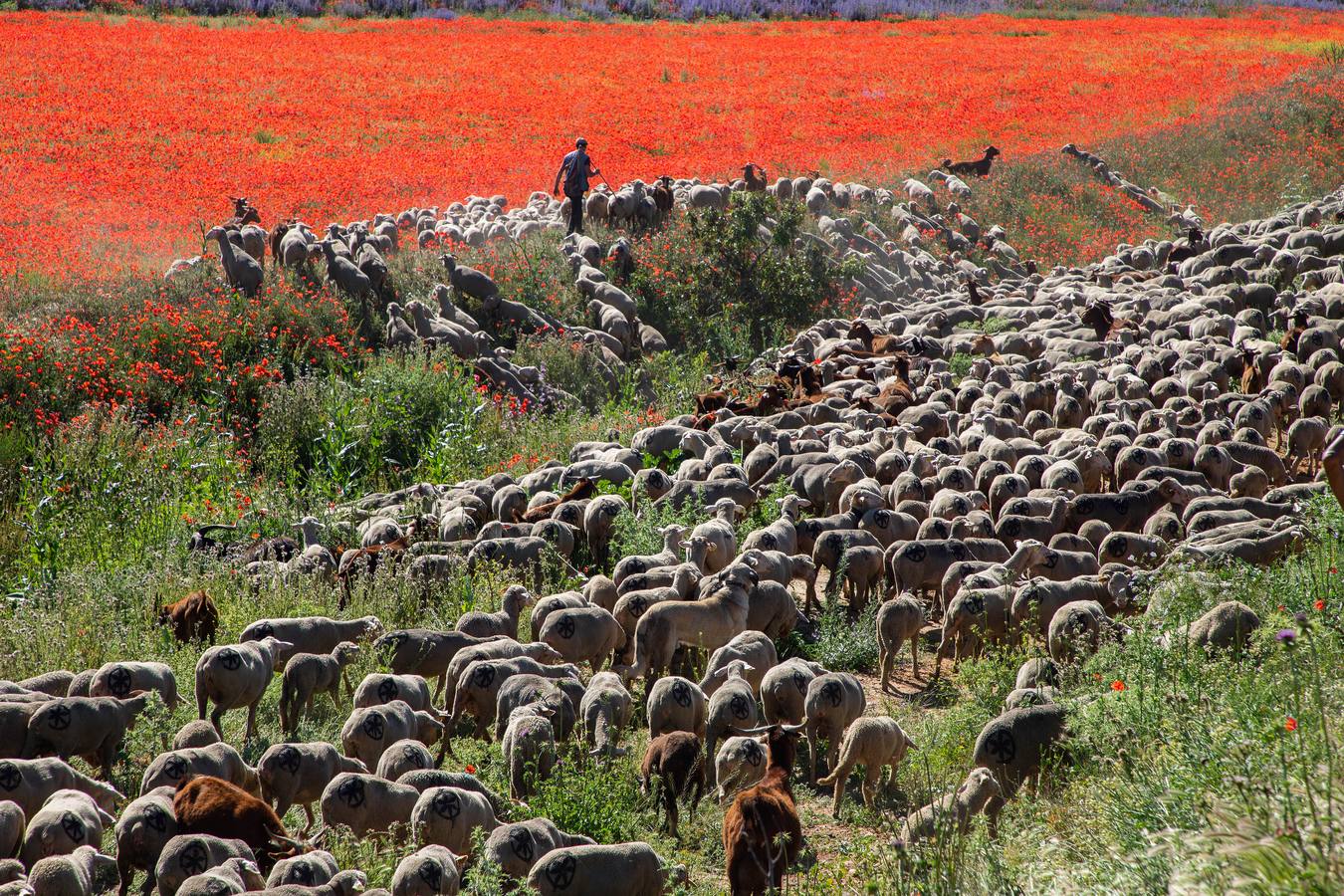 Un rebaño de 1500 ovejas que realiza la trashumancia por la Cañada Occidental y Oriental Leonesa, en su camino hacia Picos de Europa, ha pasado por la localidad vallisoletana de Rueda
