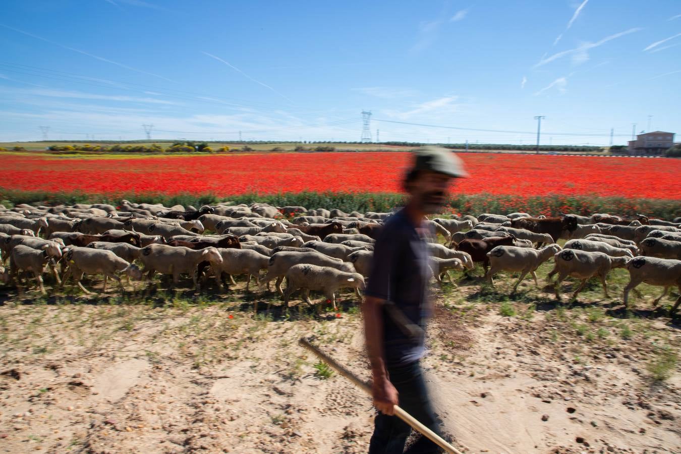 Un rebaño de 1500 ovejas que realiza la trashumancia por la Cañada Occidental y Oriental Leonesa, en su camino hacia Picos de Europa, ha pasado por la localidad vallisoletana de Rueda