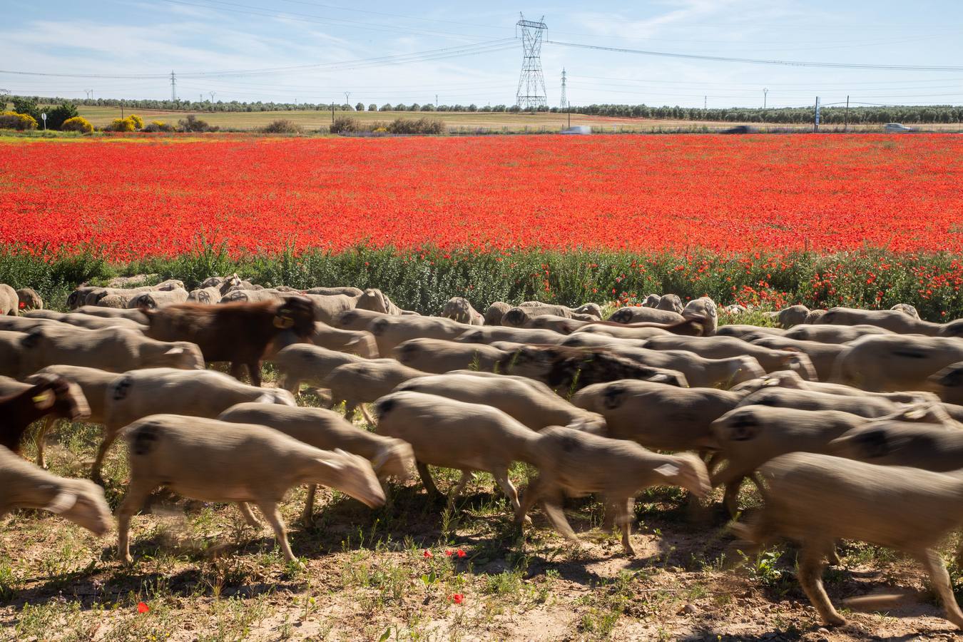 Un rebaño de 1500 ovejas que realiza la trashumancia por la Cañada Occidental y Oriental Leonesa, en su camino hacia Picos de Europa, ha pasado por la localidad vallisoletana de Rueda