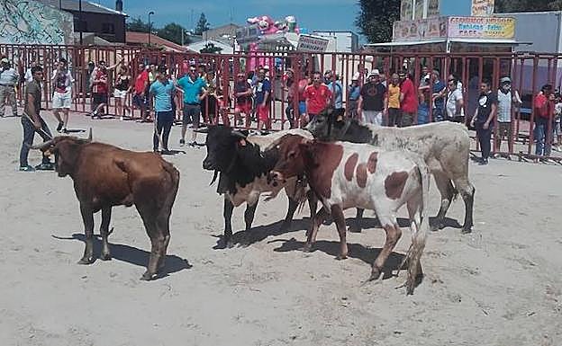 Los bueyes recogen a una vaca en el encierro matinal.