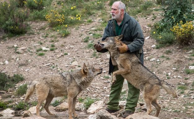 Aullidos desde La Culebra | El Norte de Castilla