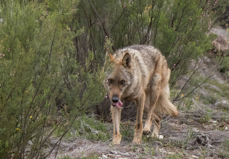 Fotos: Más de 80.000 personas visitan el Centro del Lobo desde su apertura en 2015