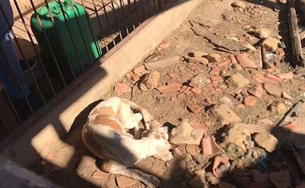 Uno de los perros rescatados en Valdeperdices ahora en las instalaciones de la protectora en Medina del Campo.