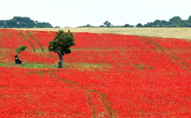 El campo se tiñe de rojo amapola | El Norte de Castilla