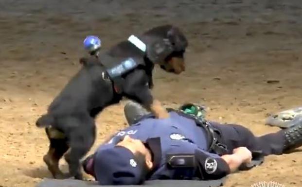 Poncho, el perro policía que salva a un agente