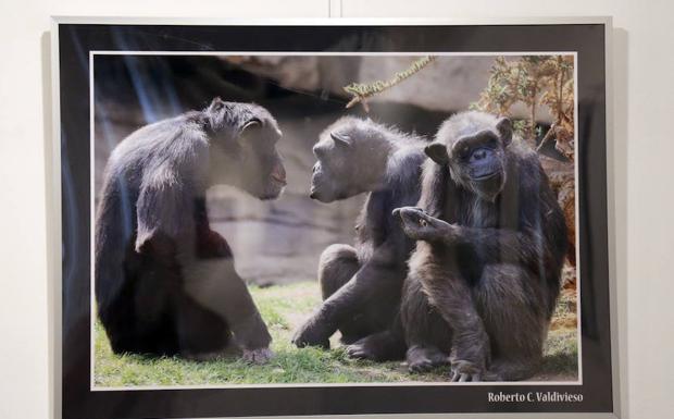 Fotografía expuesta en el Museo de Palencia, obra de Roberto C. Valdivieso.