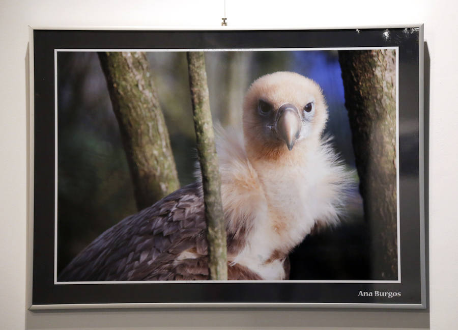 Fotos: Retratos de Animales en Palencia