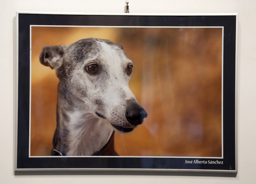 Fotos: Retratos de Animales en Palencia