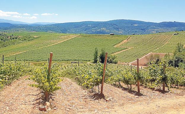 Los viñedos de la DO Bierzo, en Villafranca del Bierzo. 