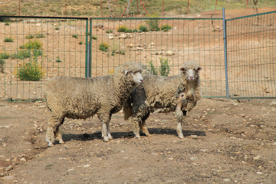 Fotos: La protectora Animalejos lanza un SOS