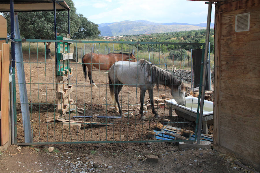 Fotos: La protectora Animalejos lanza un SOS