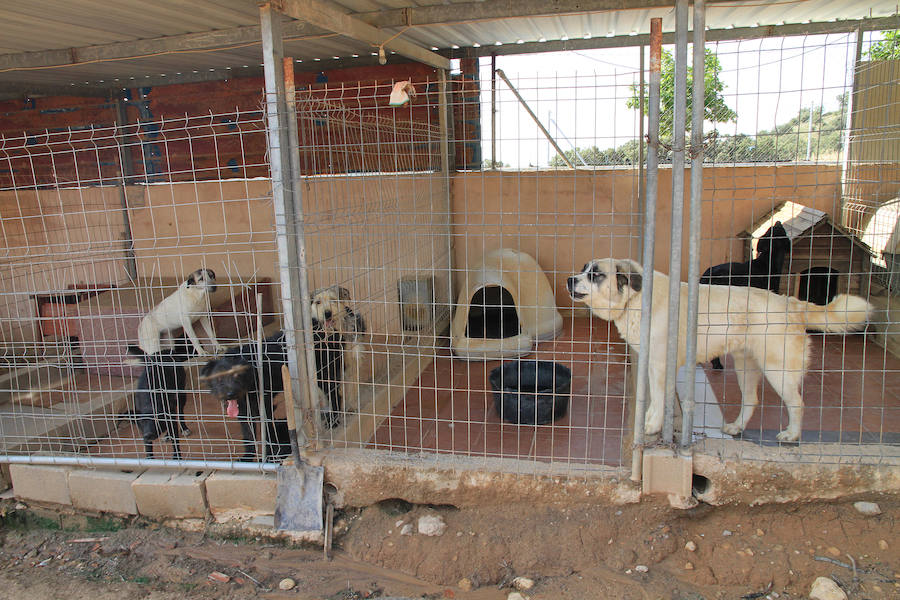 Fotos: La protectora Animalejos lanza un SOS