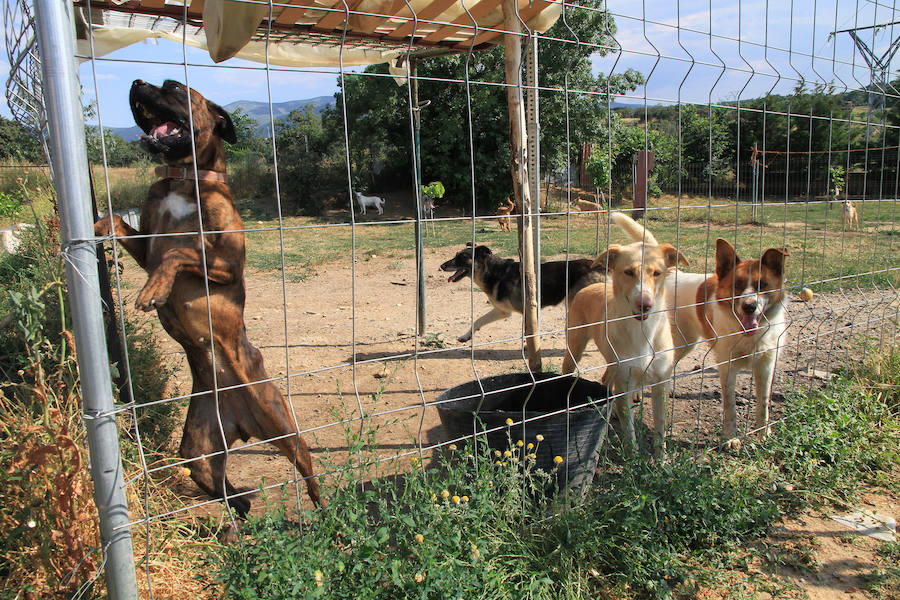 Fotos: La protectora Animalejos lanza un SOS