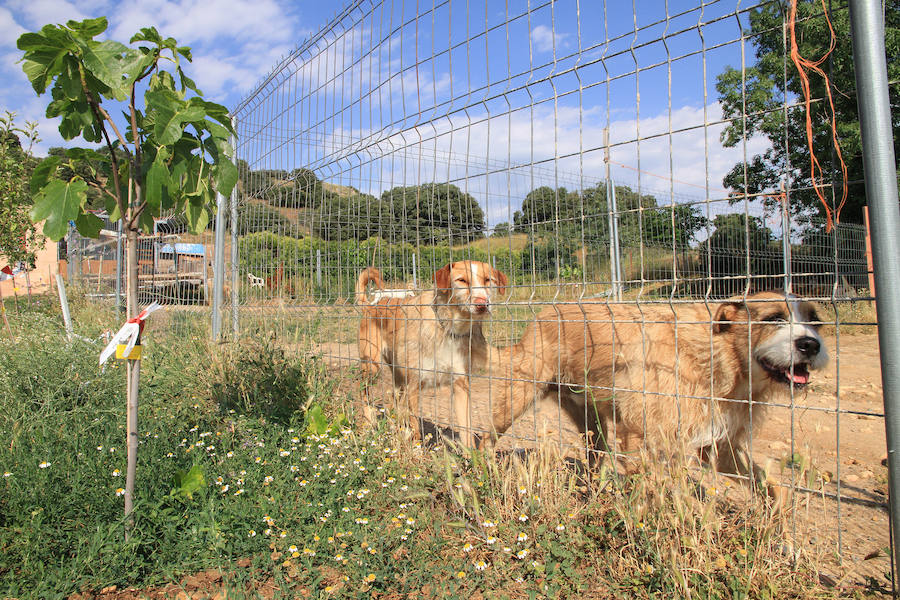Fotos: La protectora Animalejos lanza un SOS