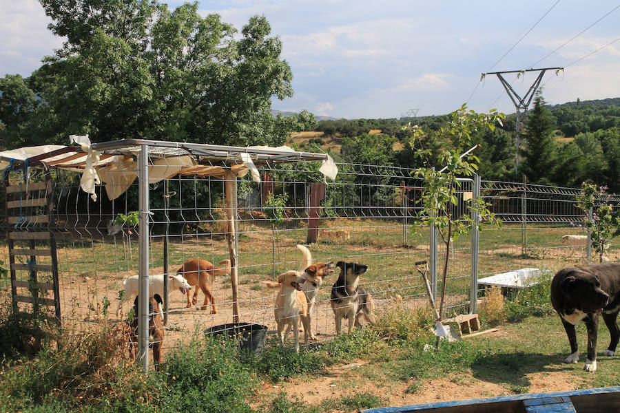 Fotos: La protectora Animalejos lanza un SOS