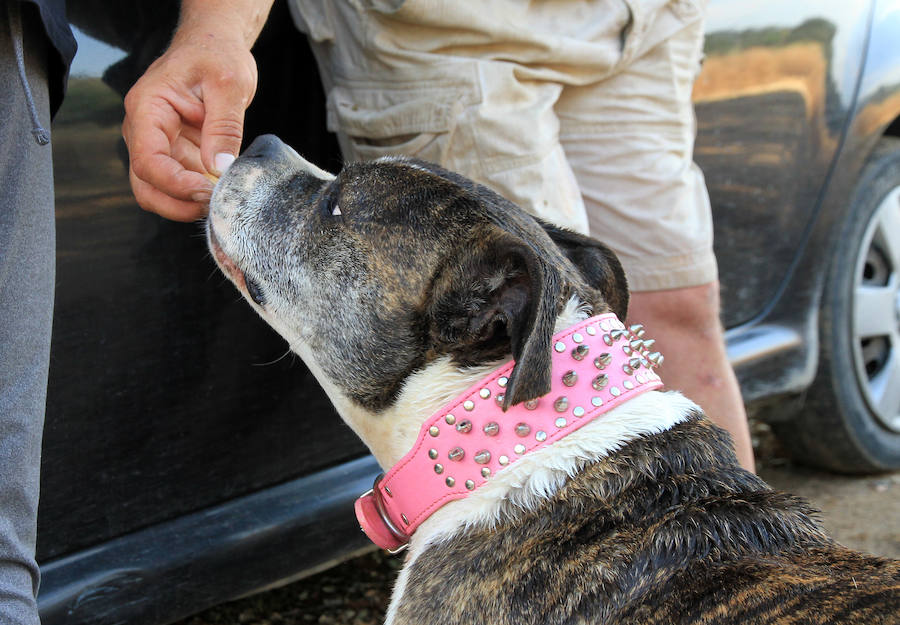 Fotos: La protectora Animalejos lanza un SOS