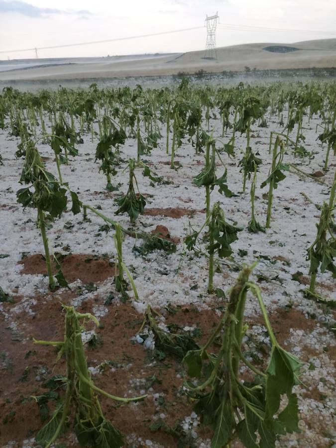 Girasol destrozado tras una tromba de granizo, el viernes en Valle de Boedo. 