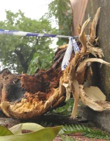 Imagen secundaria 2 - Árbol caído en el Camino del Cementerio de Valladolid.