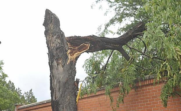 Imagen principal - Árbol caído en el Camino del Cementerio de Valladolid.