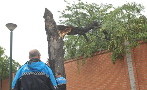 Árbol caído en la calle Camino del Cementerio.