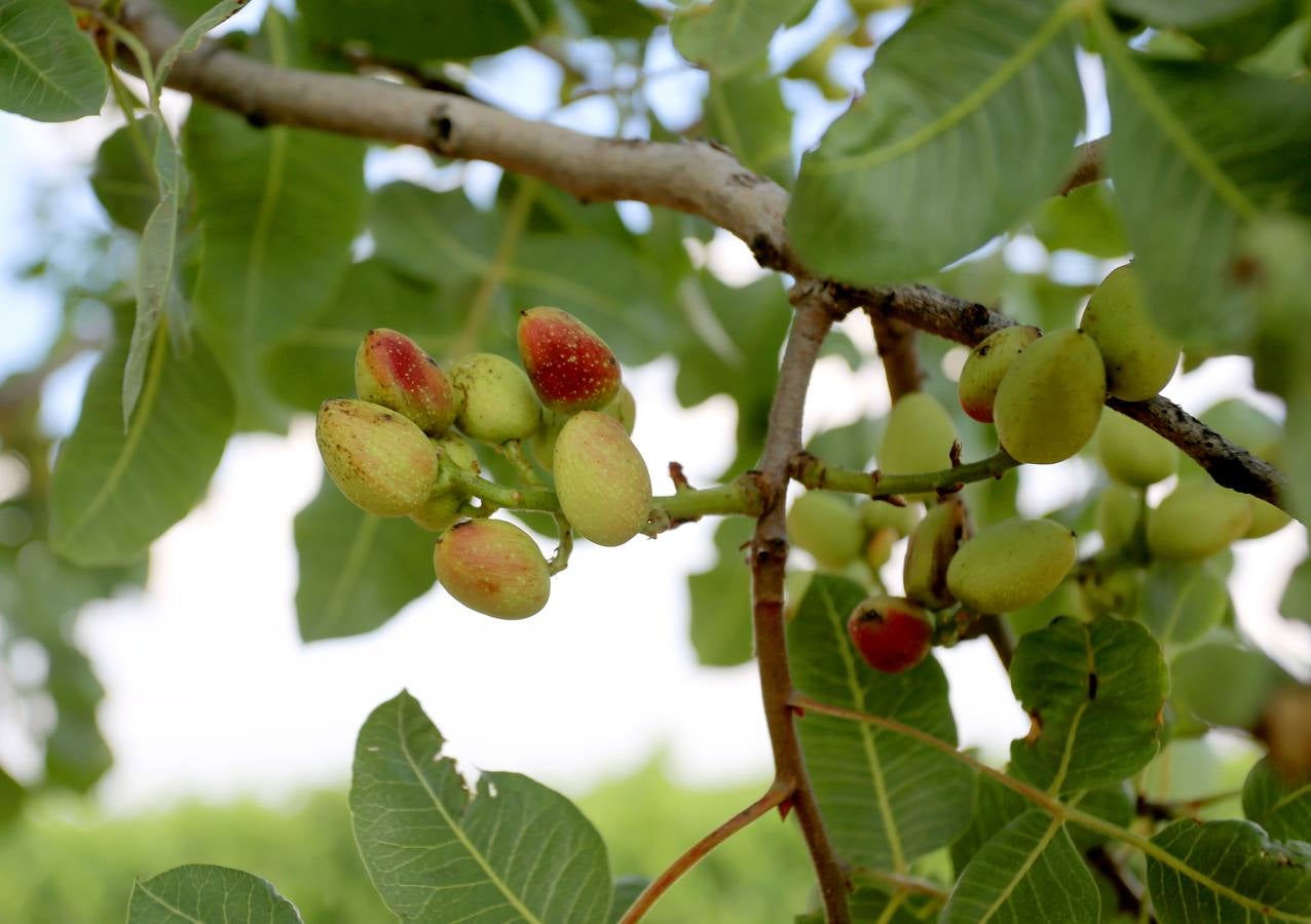 Cultivos de pistachos en Villafuerte de Esgueva (Valladolid).