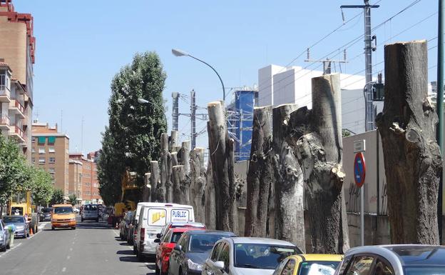 Imagen principal - Poda radical en la avenida de Irún de Valladolid