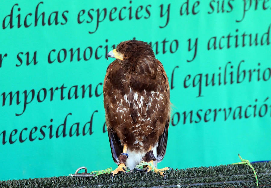 Fotos: Feria Medieval de Ayllón