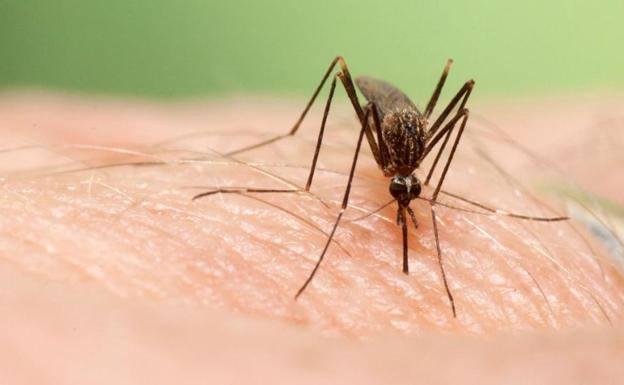 Mosquito 'Aedes japonicus'. 