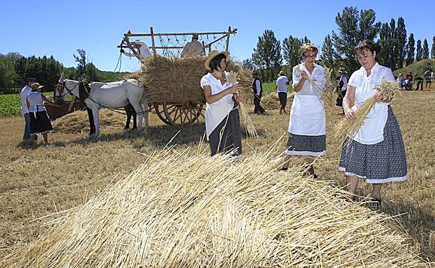 Algunas mujeres forman gavillas con el cereal durante la Fiesta de la Trilla. 