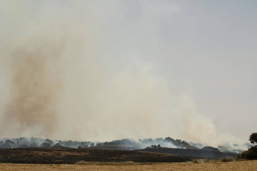 Fotos: Un incendio quema varias hectáreas de cereal y monte en Vertavillo
