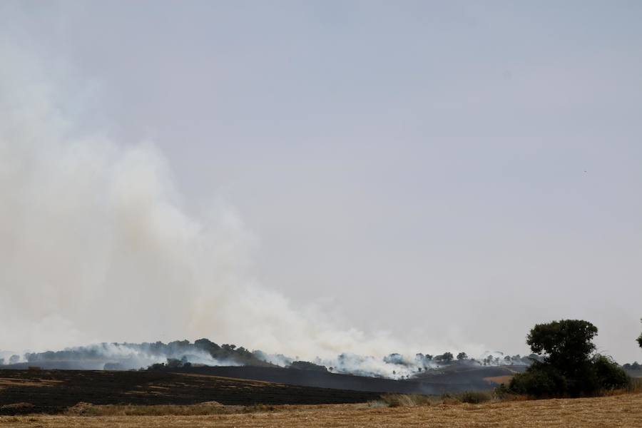 Fotos: Un incendio quema varias hectáreas de cereal y monte en Vertavillo