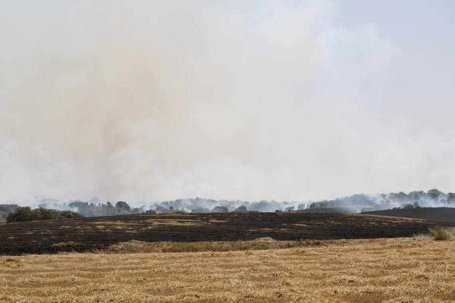 Fotos: Un incendio quema varias hectáreas de cereal y monte en Vertavillo