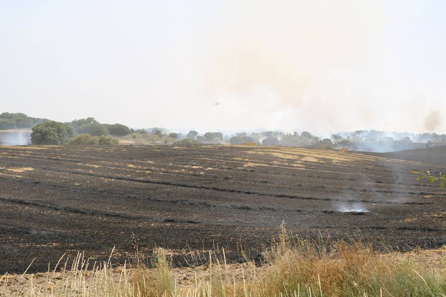 Fotos: Un incendio quema varias hectáreas de cereal y monte en Vertavillo