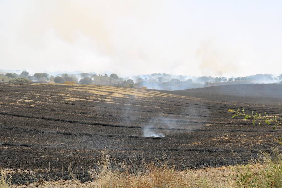 Fotos: Un incendio quema varias hectáreas de cereal y monte en Vertavillo